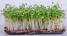 9,000+ Broccoli Microgreen Seeds | Non-GMO | Bulk Fresh Garden Seeds