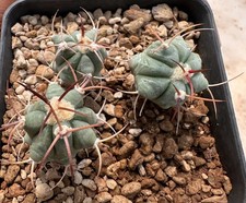 Echinocactus horizonthalonius GIAPPONE da see-d x3Piante, Aztekium copiapoa