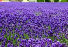 500 True English Lavender Seeds Vera Lavandula angustifolia Herb