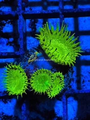 CE- WYSIWYG Lemon Lime Zoa Zoanthid Frag Live Coral Frag LPS SPS #R1GK2