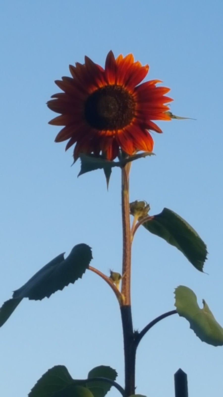 Graines De Tournesol Desire Red F1- Helianthus Annuus Le Sachet De 10 Graines Environ - Foto 6