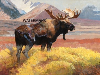 Bob Kuhn -  Moose  In His Prime -  Big Game Hunting - 17x22 Print REPRODUCTION