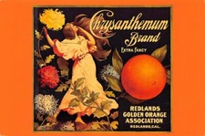 Chrysanthemum Branch Redlands Orage Assn Continental Postcard
