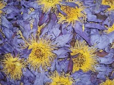 Blue Lotus Lily flower whole 50G Premium grade relax anti anxiety nootropic