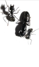 Camponotus Pennsylvanicus Ant Queen & 1-10 W Live Arrival Guaranteed Test Tube