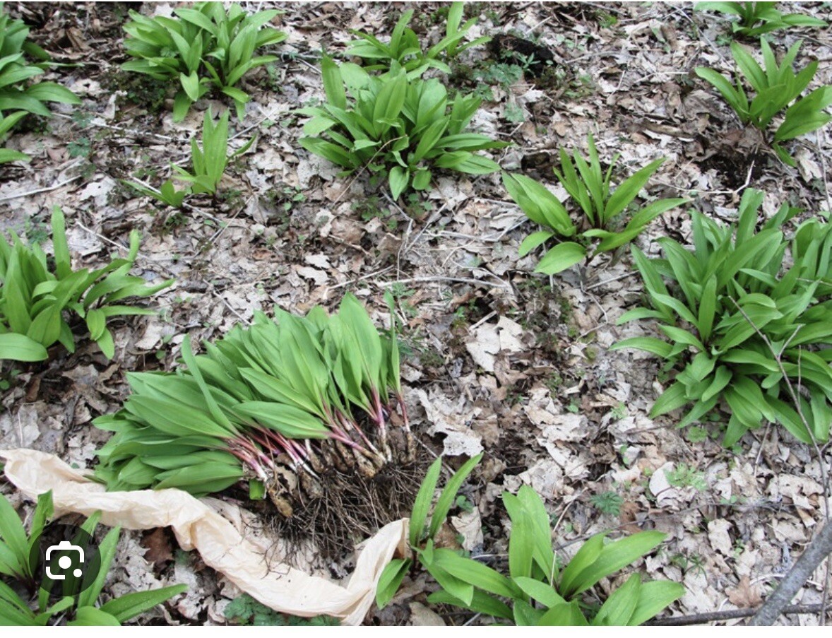 10 Ramps Wild Leeks Organically Grown Bulbs For Planting Allium Bare