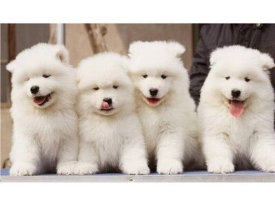 samoyed dog gumtree