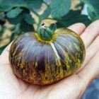 Blaue Zebra Tomate 5+ Samen Erbstck P 026