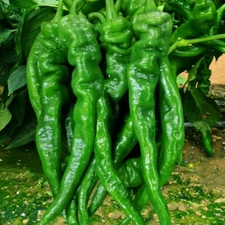 200pcs+ Screw Pepper Seeds, Twisted Pepper Seeds 螺丝椒种子