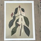 Adorable 9x12 White Cat Art Print - Brand New!