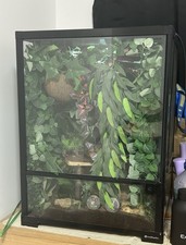 45W x 60H x 45D Complete decorated reptile tank - glass Vivarium + gecko