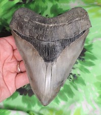 Megalodon Sharks Tooth 5 13/16