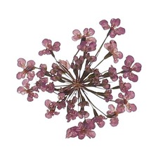 24 Stk. gepresste Blumen f&uuml;r DIY, Traubenlila