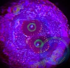SAF~Red Candy Apple Zoanthid Coral Frag, Colony, “WYSIWYG” Paly, Zoa