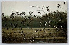 Vtg Postcard Nebraska Sandhill Cranes Platte River Valley Birds USA 19c Stamp