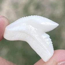 MODERN TIGER SHARK TOOTH REAL SHARK TOOTH .75”