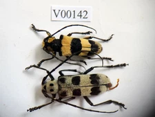 V00142. Insects, Beetles, Cerambycidae sp. North Vietnam, Dien Bien