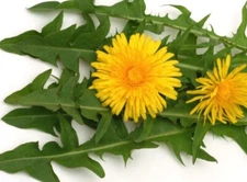 WILD & CLEAN! Dandelion FRESH SEEDS *Taraxacum Officinale *Medicinal Herb