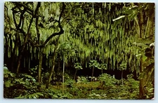 POSTCARD Fern Grotto Kauai's Wailua River Hawaiian Wedding Song