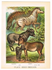 ORIGINAL ANTIQUE PRINT VINTAGE 1880 CHROMOLITHOGRAPH ZEBRA ASS BURRO QUAGGA