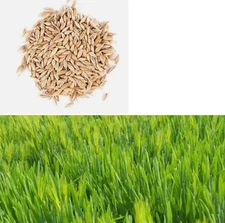 Organic Whole Unhulled Barley Seeds Non-GMO for Barley Grass Sprouts 4 oz