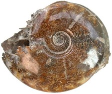 Kreide  Schaustufe mit 2x Cleoniceras besairiei   Ammonit  Madagaskar  KE40-7