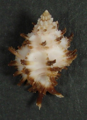 MUREX BALTEATA 23,59 mm HERMOSO ESPÉCIMEN frente a la isla de Santa Rosa, Filipinas - Imagen 2 de 2