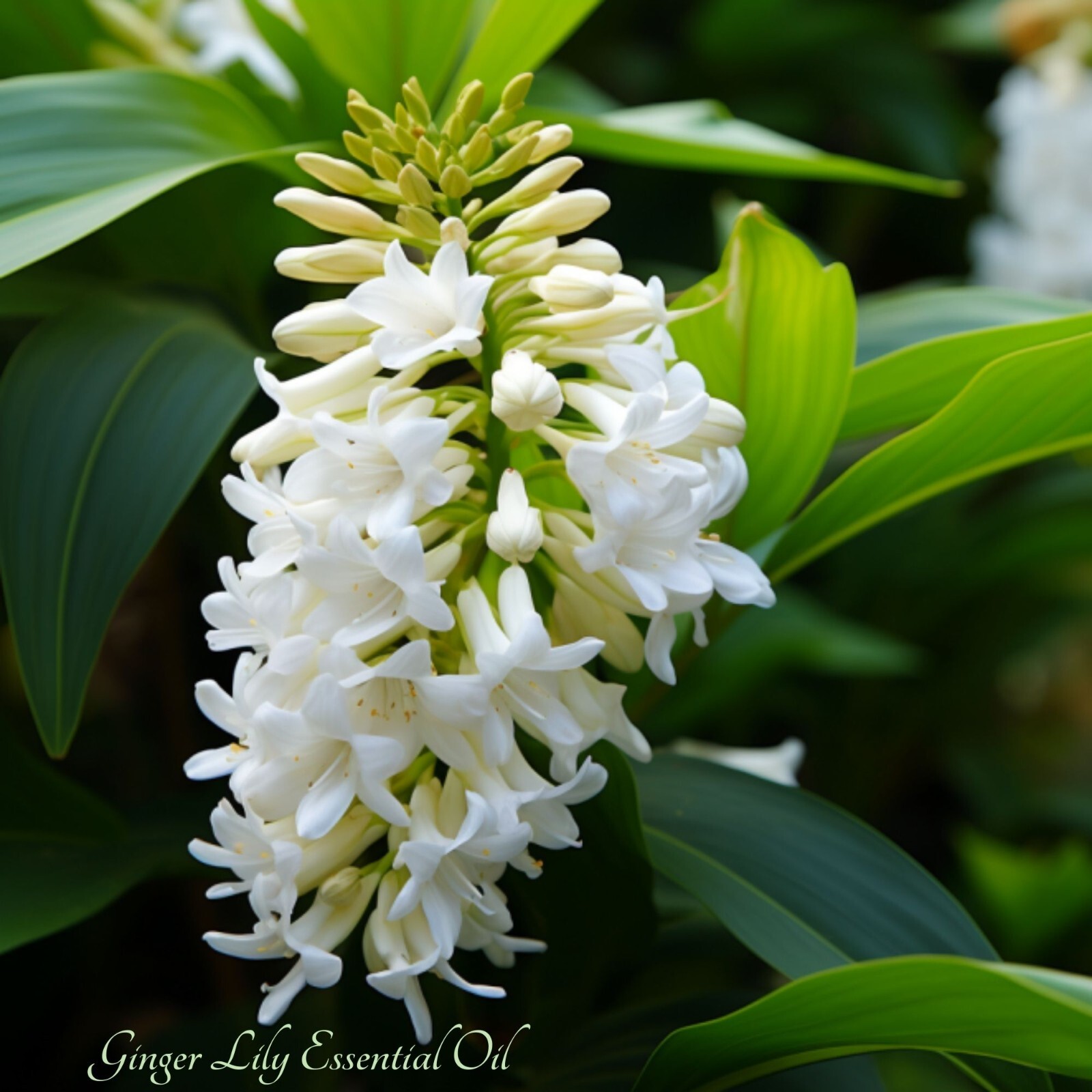 Ginger Lily Essential Oil, (Hedychium coronarium). Organic and 100