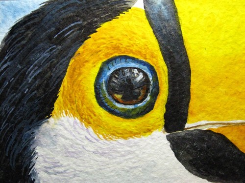 Watercolor Painting Toucan Bird Eye ACEO Art