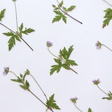 12PCS real side Pressed Tiny purple flower leaves stem, natural color FSS111