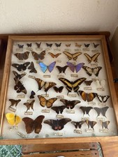 Gro&szlig;er Schmetterlingskasten ca. 35 Exemplare Morpho Papilio Sammlung Schaukasten