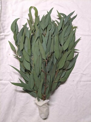 Organic Eucalyptus globulus fresh Leaves grow in California