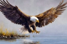 Fishing Eagle II by Buck Rawlins Western Wildlife Art Print + Free Shipping