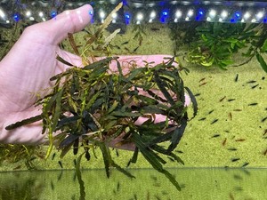 Rare Bucephalandra | eBay