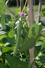 Black Turtle Bean Seeds, NON-GMO, Shelling Dry Bean, Frijoles Negros, FREE SHIP