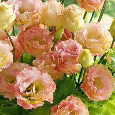 100 Piece Eustoma Grandiflorum Samen Outdoor Flower Samen Garten Yard Deko Samen