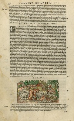 Antiker Druck - Bauern Schierschafe für die Wolle - Mattioli - S. 246 - Anonym - 1572
