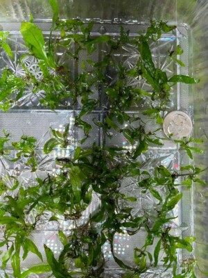 75 aquarium freshwater Java Fern plants - pups,standard/narrow/Windelov variety