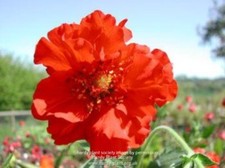 Geum Scarlet Tempest plants 1  litre Lovely healthy plants