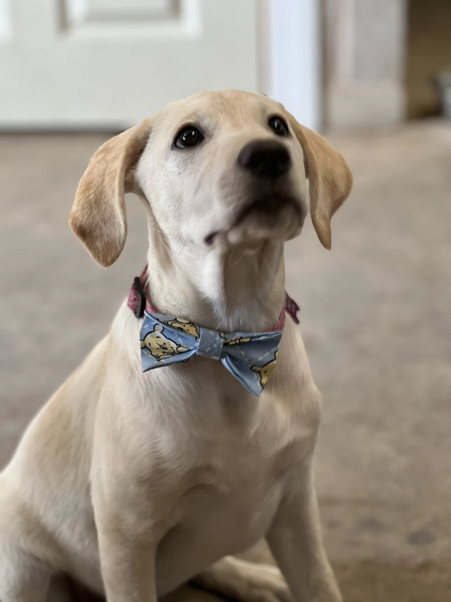 Dog bow shop