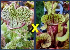 2024 SARRACENIA SEEDS: FAT MITCHELLIANA X PURPUREA VENOSA (TATTNALL CO, GA)