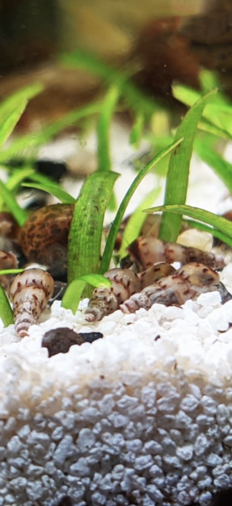 10 Malaysian Trumpet Snails FREE SHIPPING