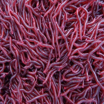Artificial blood worms, extremely lifelike