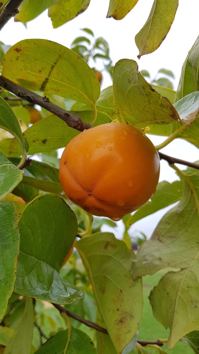 Kaki de Chine Diospyros kaki pour créer un verger gourmand et coloré