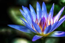 10 BLUE WATER LILY Pad Nymphaea Caerulea Asian Lotus Flower Pond Seeds *Comb S/H