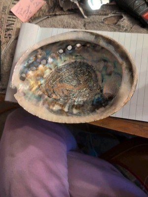 Shell Nick Nack 5x4 Inches Vintage