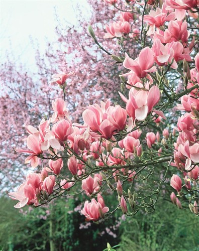 Magnolia soulangiana, Tulpen-Magnolie, rosa-weiß, 60–80 cm - Bild 10 von 14