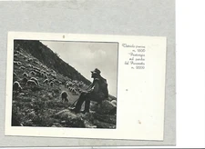 VETRIOLO  Trento - Pastorizia sul pendio del Panarotta! v/1948 - pecore gregge
