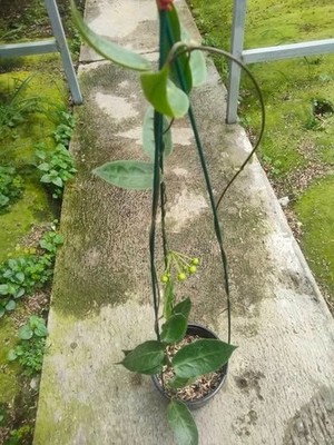 Real Picture Hoya Inflata PNG Lush Leaves Rare Plant