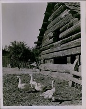 LG859 1943 Original Photo ETHAN ALLEN FARM Ducks Quacking Next to Wood Barn